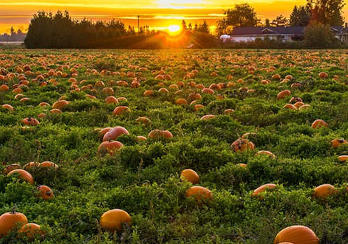 怎么移民加拿大?各省熱門移民項目盤點 怎么移民加拿大?各省熱門移民項目盤點