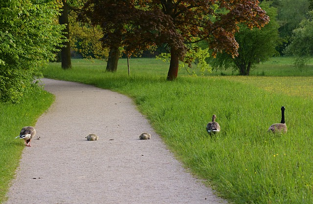 移民去哪兒:移民加拿大定居多倫多好還是蒙特利爾好? 移民去哪兒:移民加拿大定居多倫多好還是蒙特利爾好?