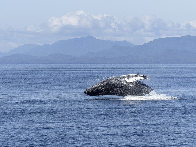 去加拿大留學優勢有哪些,能夠確保移民拿楓葉卡嗎?  去加拿大留學優勢有哪些,能夠確保移民拿楓葉卡嗎?