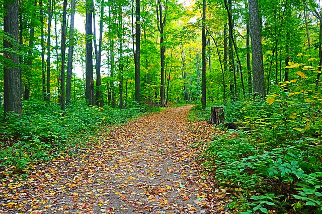 歐洲移民VS北美移民，看完再做決定！