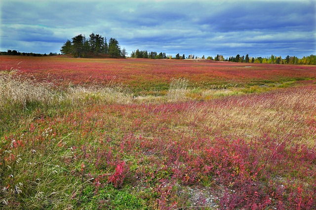 加拿大移民科普：什么是加拿大NOC職業(yè)列表？