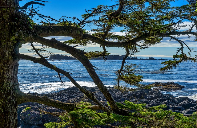 擁有加拿大移民身份如何去美國生活工作? 擁有加拿大移民身份如何去美國生活工作?