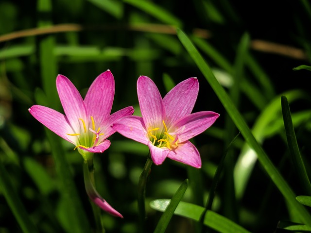 如何撰寫500字的赴港計劃，提香港優才獲批成功率？
